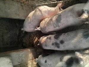 Vand purcei si porci - imagine 2