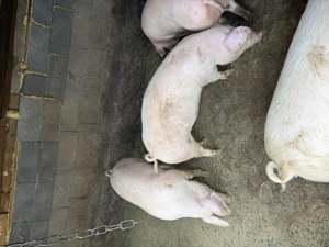 Vând porci pt tăiat între 90-200  - imagine 2