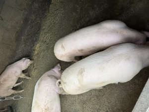 Vând porci pt tăiat între 90-200 