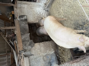 Vând porci pt tăiat între 90-200  - imagine 5