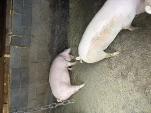 Vând porci pt tăiat între 90-200  - imagine 4