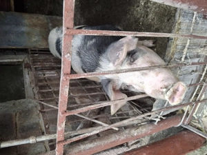 Vând porc  - imagine 2