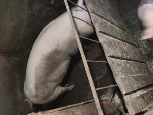 Vând porci de carne