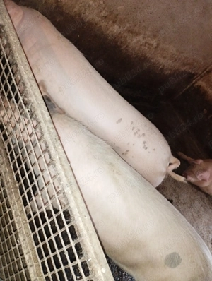 Vând porci grași  - imagine 2