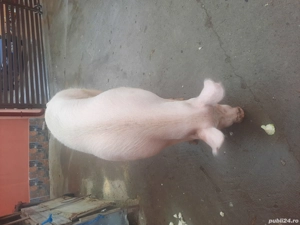 Scroafă de vânzare pentru sacrificat - imagine 3