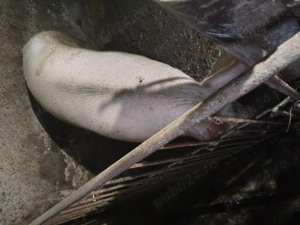 Când porci de carne