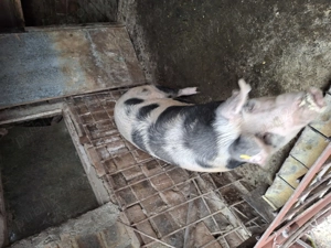 Vând porc  - imagine 4