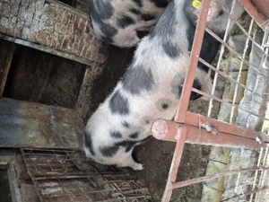 Vând porc  - imagine 3