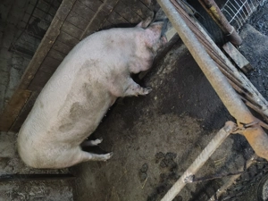 Vând porci de carne - imagine 2