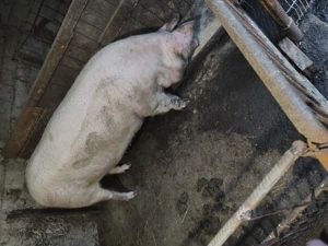 Vând porci de carne - imagine 4