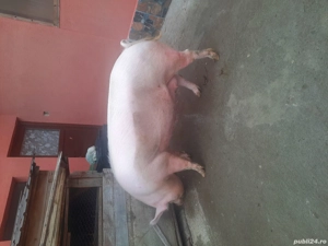 Scroafă de vânzare pentru sacrificat - imagine 2