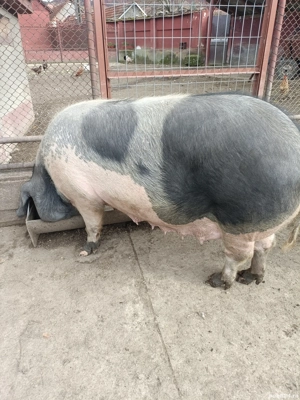 Vand porc(scroafa)bazna - imagine 3