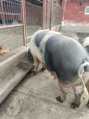 Vand porc(scroafa)bazna - imagine 5