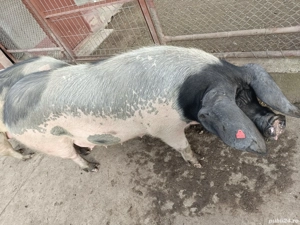 Vand porc(scroafa)bazna - imagine 2