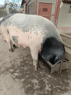 Vand porc(scroafa)bazna