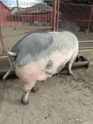 Vand porc(scroafa)bazna - imagine 4
