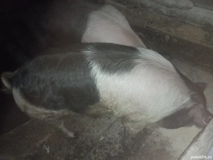 porci de vânzare - imagine 2