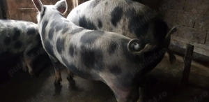 Porcii de vanzare - imagine 2