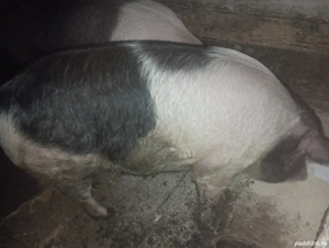 porci de vânzare