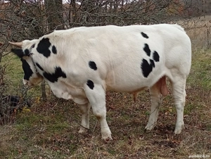 taure de vânzare 90 milioane 