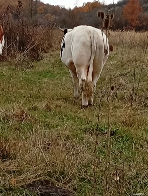 taure de vânzare 90 milioane  - imagine 2