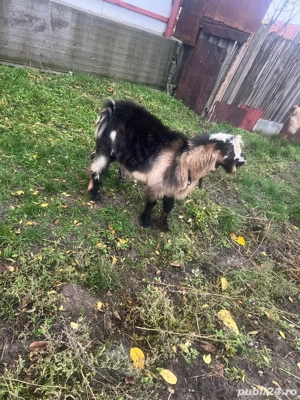 capra si tap  - imagine 5