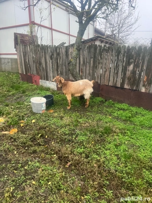 capra si tap  - imagine 4