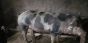 Porc de vanzare