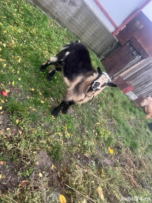 capra si tap  - imagine 2