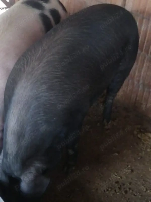 Vând porc  - imagine 3