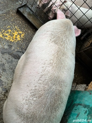 vând purcea  - imagine 3