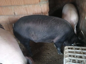 Vând porc  - imagine 2