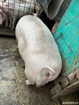 vând purcea  - imagine 2