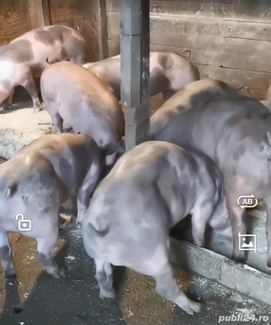 Pietrain belgian pur pt reproducție!  - imagine 2