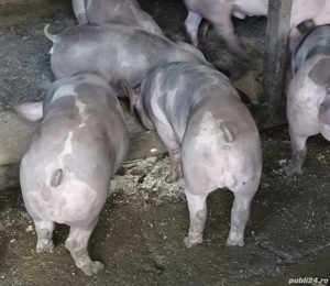 Pietrain belgian pur pt reproducție!  - imagine 4