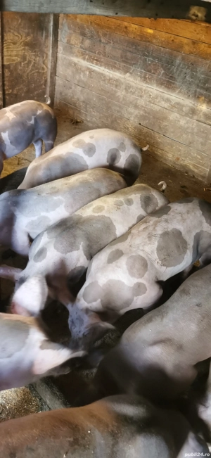 Pietrain belgian pur pt reproducție!  - imagine 5