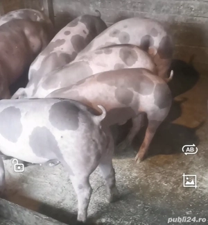 Pietrain belgian pur pt reproducție!  - imagine 3