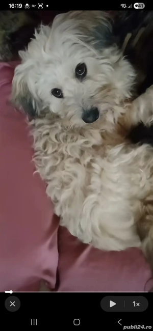 bichon rasă