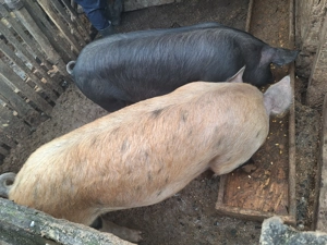 Vând  2 porci la alegere - imagine 2