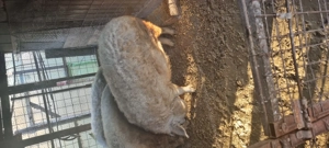 Vand porci mangalita - imagine 3