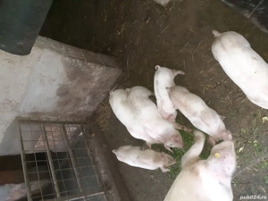 vand sau schimb pe grau - imagine 2