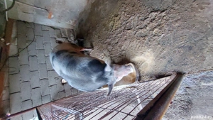 porc de vânzare 