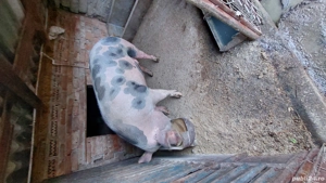 porc de vânzare  - imagine 2