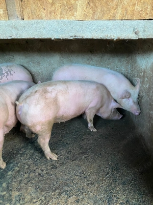 Vând porci de Crăciun crescuți în gospodărie natural. Greutate aproximativ 220-250 kg.