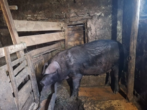 Vând porc de sacrificat 