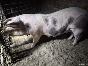 porci de vanzare - imagine 5