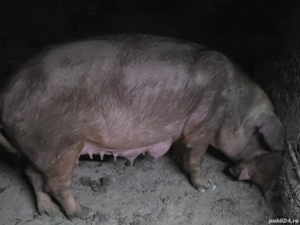 porci de vanzare