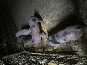 porci de vanzare - imagine 4