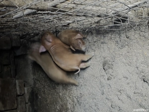 porci de vanzare - imagine 2