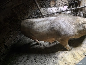 porci de vanzare - imagine 3